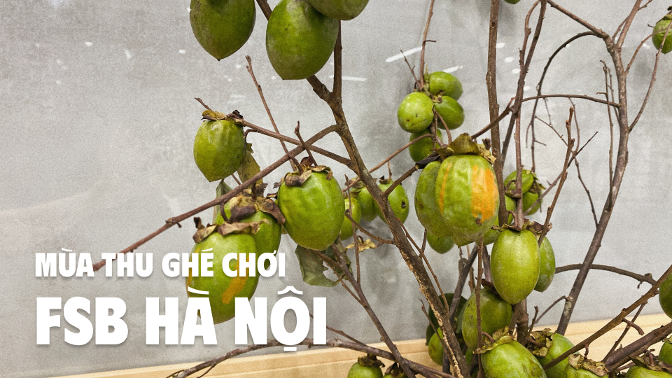 Thức quà của mùa thu đã ghé thăm FSB Hà Nội