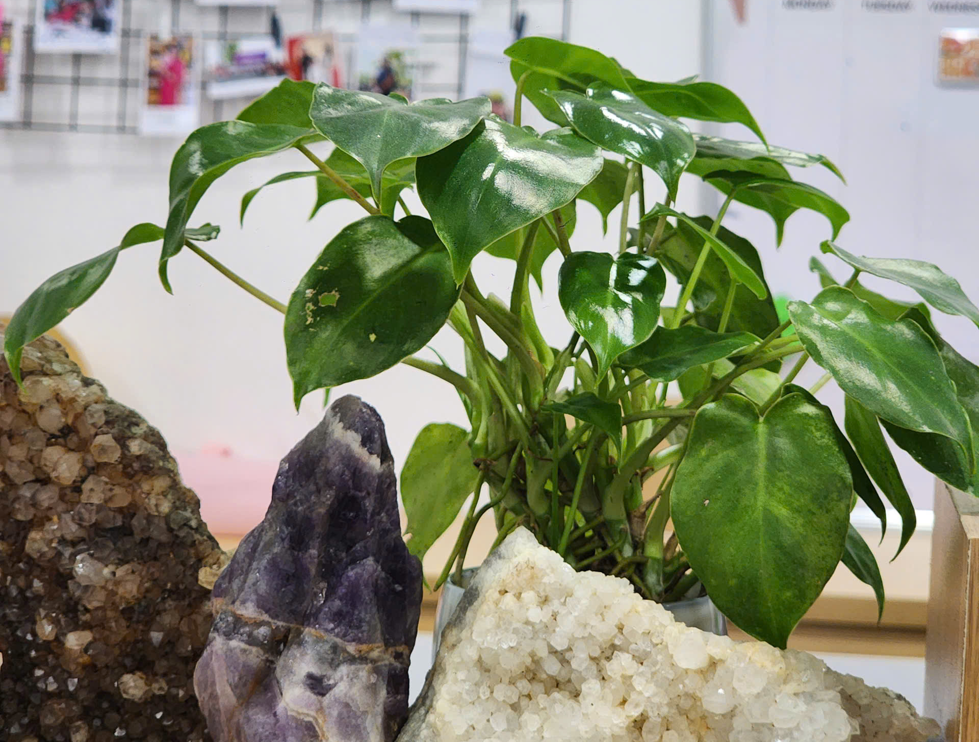 Khi mỗi góc bàn FSB HCM đều có một mảng xanh