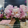 Mẫu đơn hồng và nghệ thuật cân bằng cảm xúc