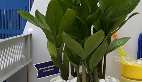 Tình yêu cứ thế lớn dần tại FSB