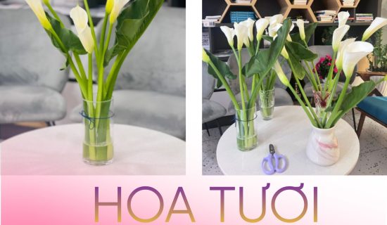 Những thú vui của FSBer Hồ Chí Minh mùa này