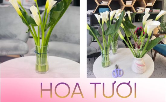 Những thú vui của FSBer Hồ Chí Minh mùa này