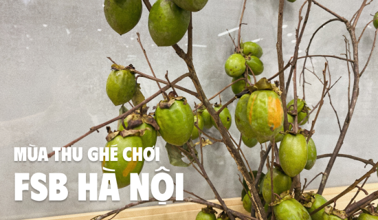 Thức quà của mùa thu đã ghé thăm FSB Hà Nội