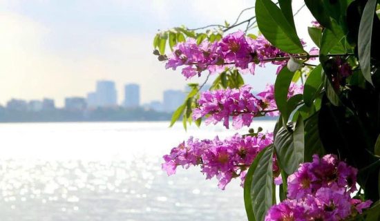 18 . 05 . 2024 – Hà Nội đang ở độ đứng đâu cũng thấy yêu